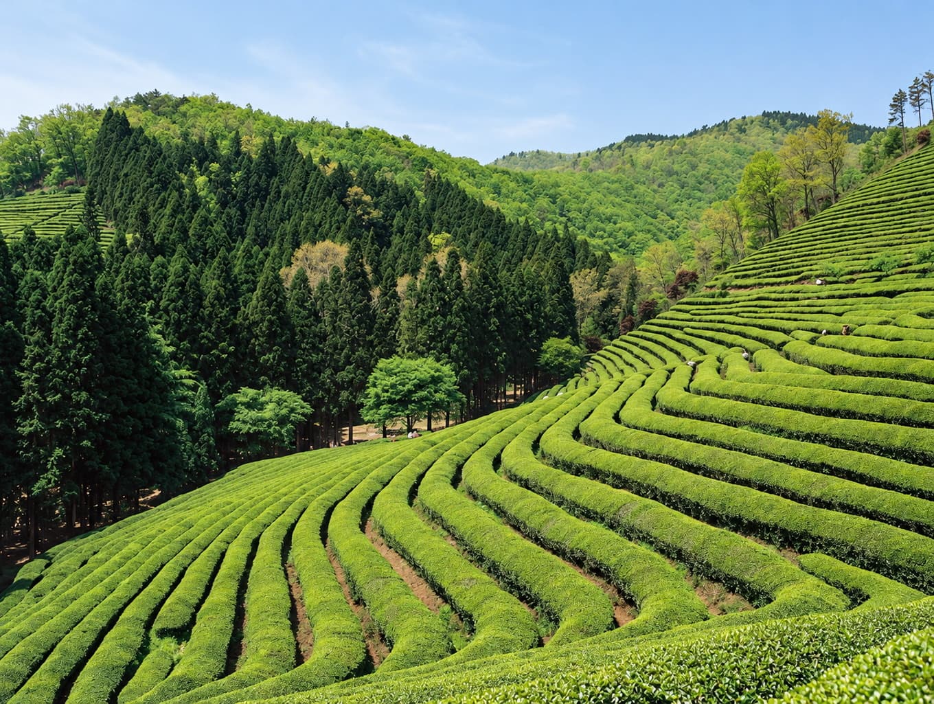 Green tea bushes in curved rows on the terraced hillside of the Boseong tea fields.