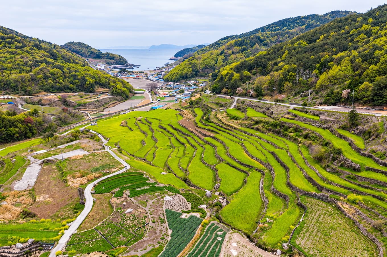 Terraced paddy fields stepping down a green hillside to the sea at Gacheon Village, Namhae.