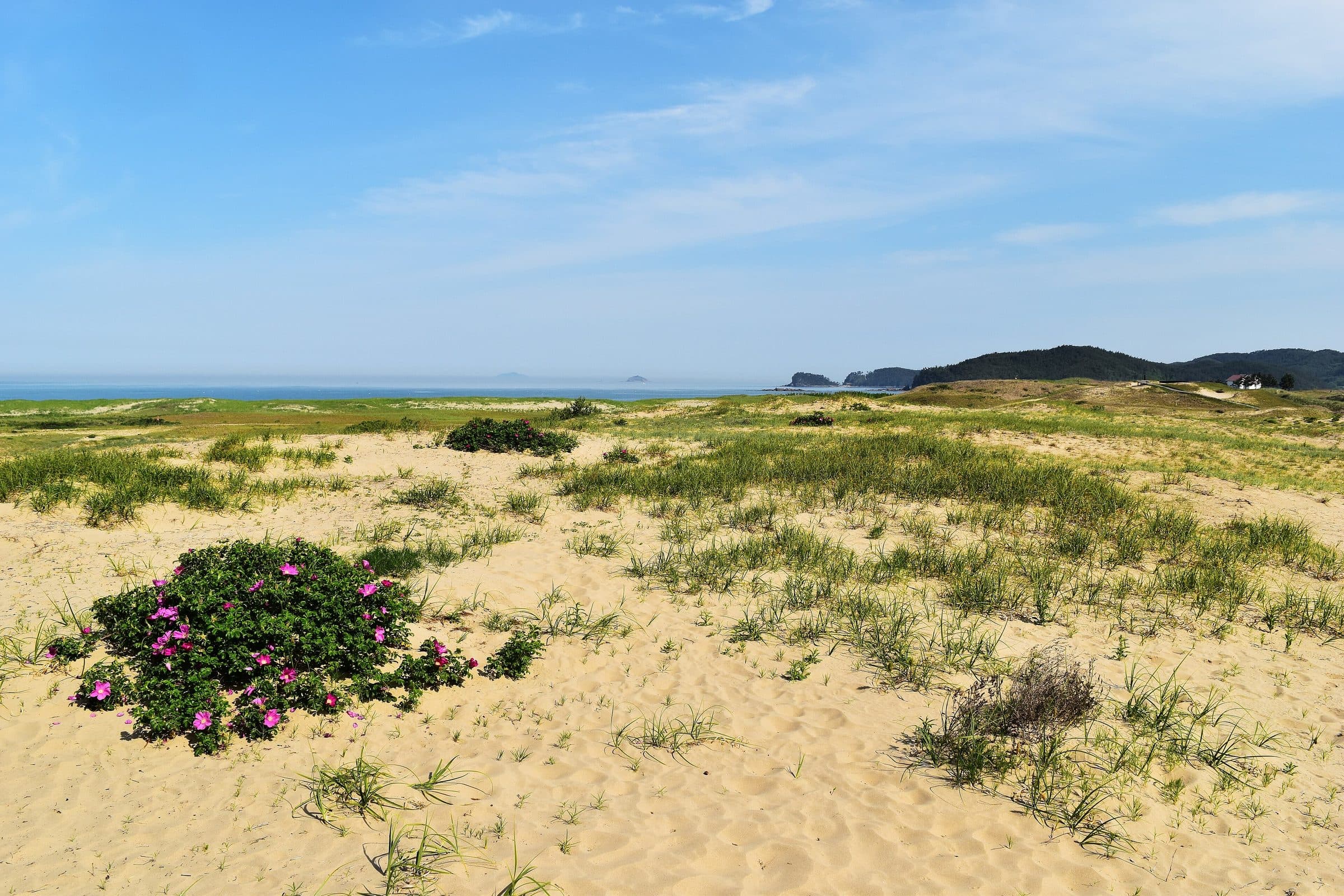 The Sindu sand dunes on the Taean coast