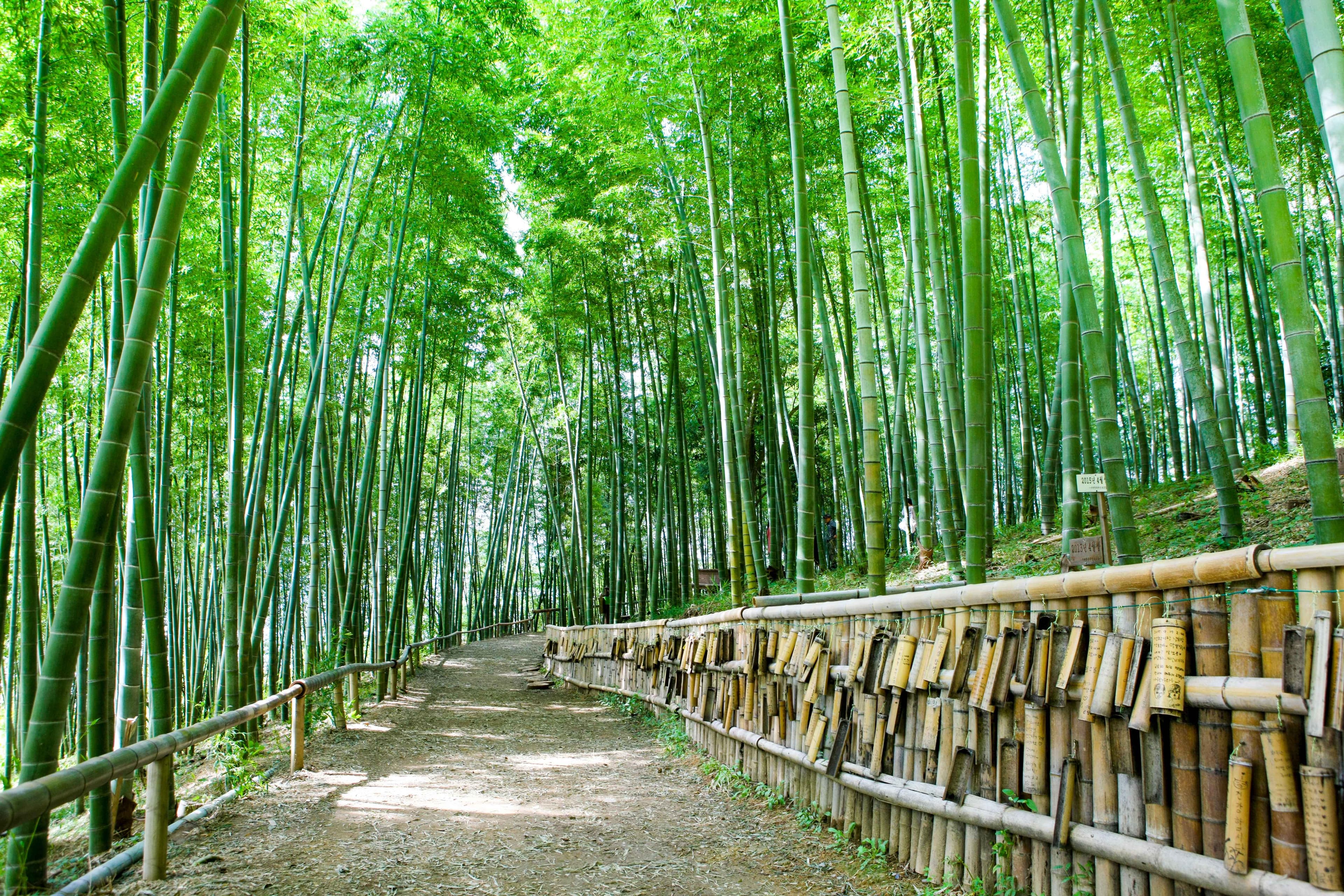 A path through tall green bamboo at Geoje Maengjongjuk Theme Park.